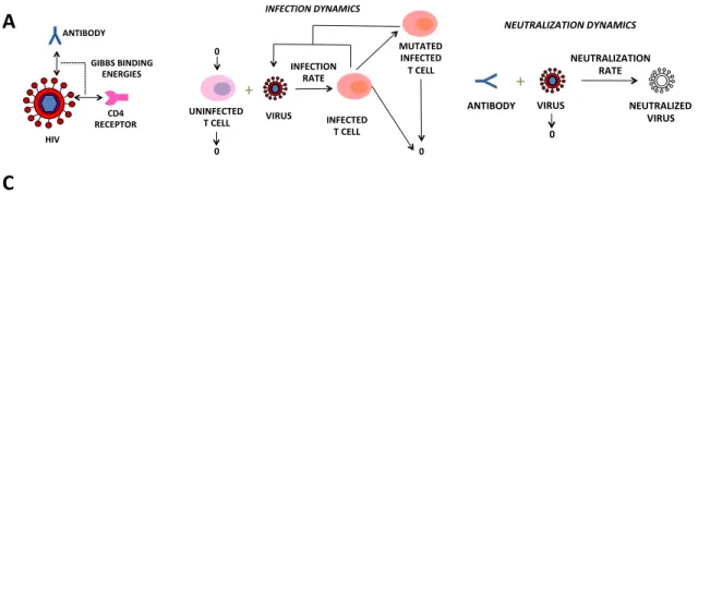 Figure 2.4: A. A depiction of the molecular binding model approximating the Gibbs binding energy between viral envelope glycoprotein and the neutralizing antibody and the CD4  re-ceptor, using simplified binding reactions (2.1) and (2.2)