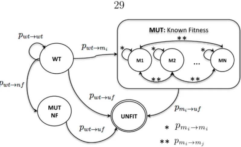Figure 2.7: A finite state space Markov model representation of simplified mutation dy- dy-namics