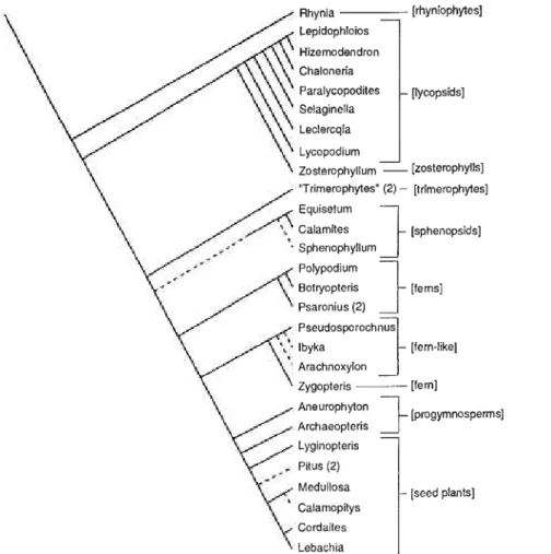 FIGURE 11.1. Tentative phylogeny of representative composite and wrhole-plant taxa,  compiled by synthesizing an amalgam of recent phylogenetic studies