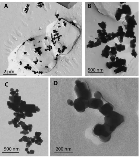 Fig. 6. Transmission electron micrographs of Pt-C replica of synthetic magnetite powder TMB-100 diluted at 6000 ppm in sucrose