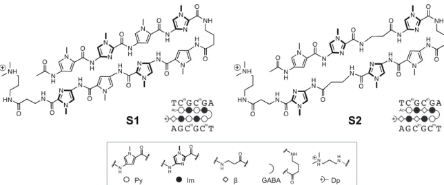 Figure 2.1  Structure of Py-Im polyamides S1 and S2 previously reported to bind methylated 5’- 5’-CGCG-3’ oligonucleotide duplex