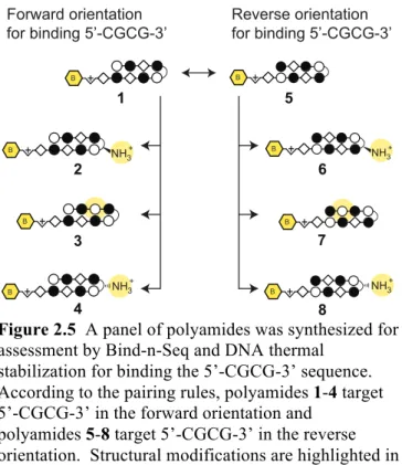 Figure 2.5  A panel of polyamides was synthesized for  assessment by Bind-n-Seq and DNA thermal 