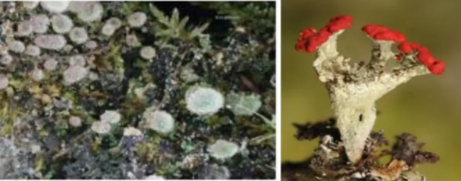 Gambar 2.1.5 Lichenes dengan tipe squamulose