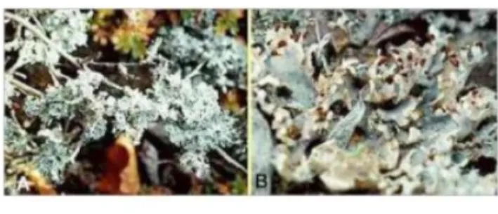 Gambar 2.1.3 Lichenes dengan tipe crustose Parmeliapsysodes, tumbuh pada semak; dan