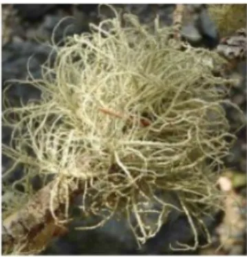 Gambar 2.1.4 Lichenes dengan tipe fructicose Usnea comosa (Sumber : Muvidha, 2020)