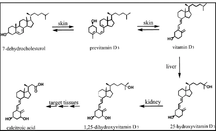 Figure 2.2 Vitamin D synthesis, activation and catabolism (55). 