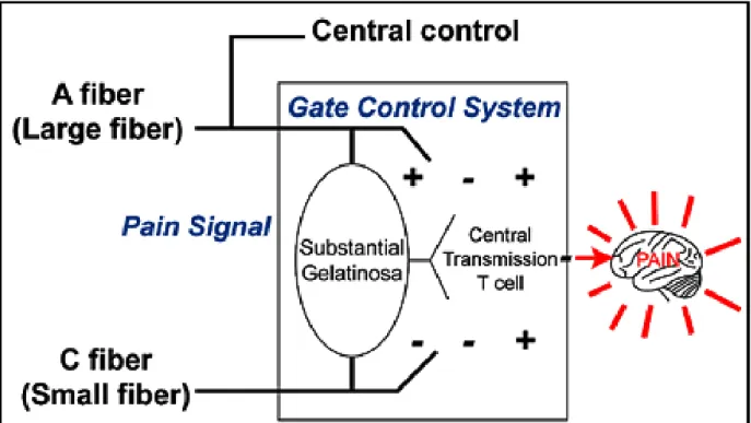 Figure 2.6 The Gate Control theory (105)  