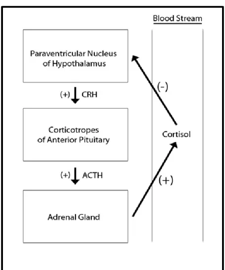 Figure 2.8 The Hypothalamic Pituitary Adrenal Axis (111) 