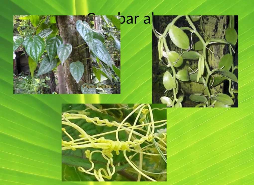 Gambar akar