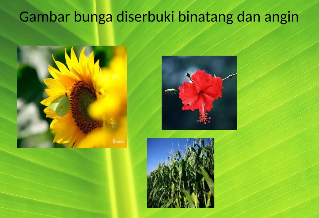 Gambar bunga diserbuki binatang dan angin