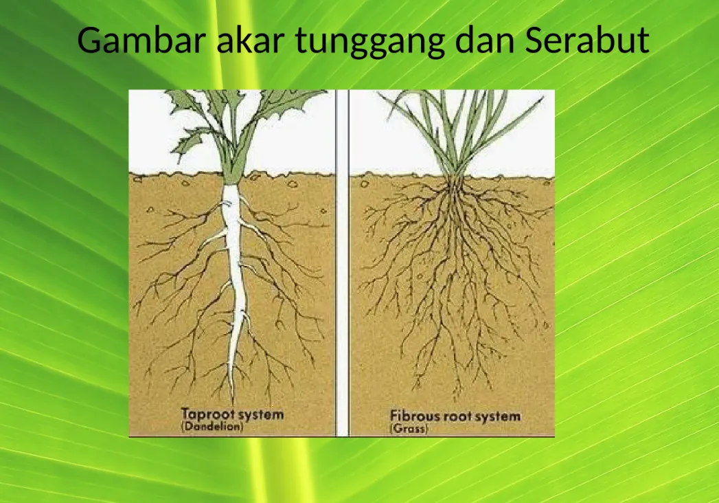Gambar akar tunggang dan Serabut