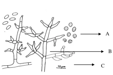 Gambar 11 - Morfologi mikroskopis Trichoderma spp. 
