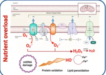 Figure  3.  Mitochondrial  dysfunction  and  contribution  to  T2DM  development.  Oxidative  stress,  defective  mitochondrial  biogenesis  and  impaired  mitophagy  promote  mitochondrial  dysfunction