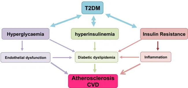 Figure  6.  Factors  implicated  in  cardiovascular  risk  outcomes  from  T2DM  and  the  interactions  between  them