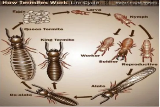 Gambar 3. Termite (isoptera) 