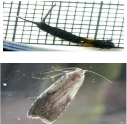 Gambar 5. Ngengat, moth (Lepidoptera) 
