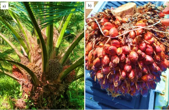 Figure 2. Palm tree (a) and fresh fruit bunch (b) (source: the authors, 2024).