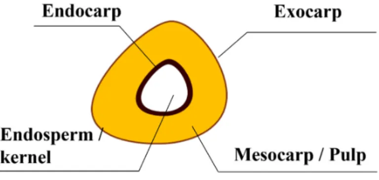 Figure 3. Classification of oil palm according to endocarp thickness. Adapted from [9].