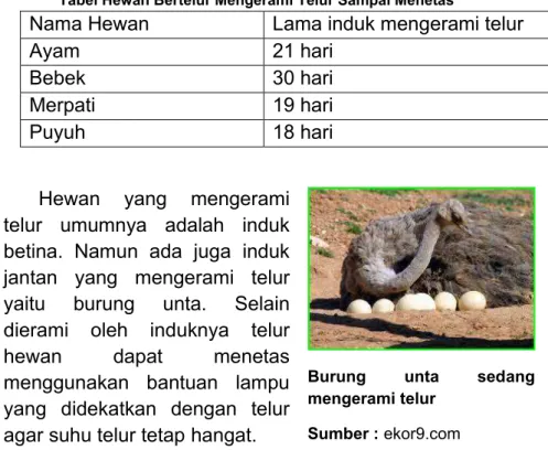 Tabel Hewan Bertelur Mengerami Telur Sampai Menetas 
