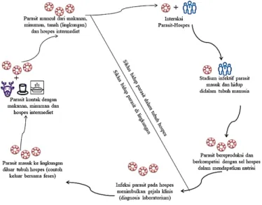 Gambar 2. Siklus Hidup Dasar Parasit