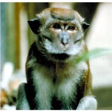 Gambar 1. Monyet ekor panjang  (Macaca fascicularis) (Primate info net, 2006).