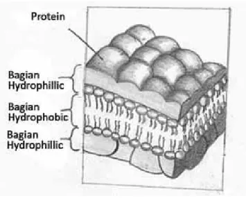 Gambar 3.2 Model Danielli-Davson dwi lapis  lipid yang diapit secara “Sandwiehed”  molekul 
