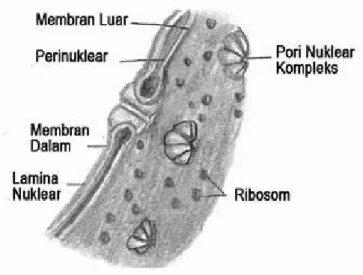Gambar 5.2. Struktur selubung nuklear (Gerald Karp, 2010. Gambar ulang oleh Penulis)