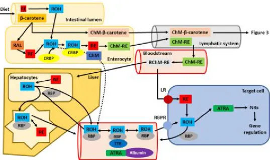 Gambar 2.4 Metabolisme Vitamin A.