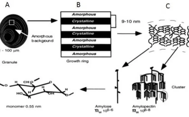 Figure 1  A schematic  illustration of the organisation of starch in a native granule