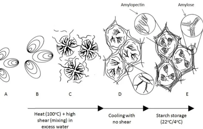 Figure  2  Effects  of  processing  on  starch  granules.  A:  Intact  native  starch  granule