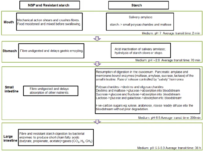 Figure 4 Schematic diagram of carbohydrate digestion through the digestive tract. 