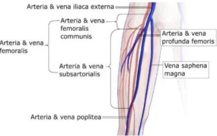 Gambar 4 Vena Savena Magna