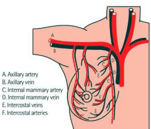 Gambar 5  Arteri Mammari Interna