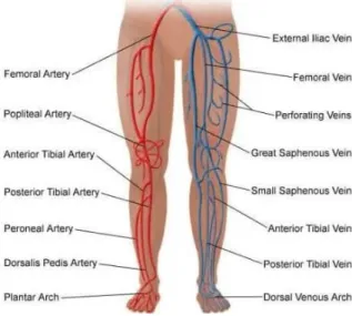 Gambar 2.9 Arterial and Venous of The Legs 