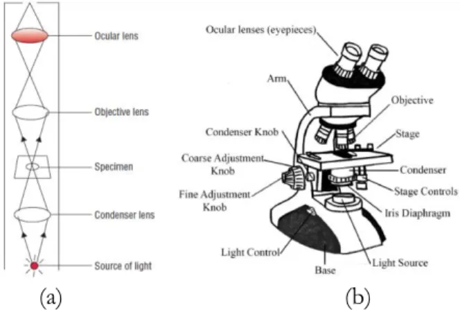 Gambar 5.2 (a) Prinsip kerja bright-field microscopy (Sibilia, 1988),  (b) Model bright-field microscopy (Bruslind, 2020)  b) Mikroskop lapangan gelap (Darkfield microscopy)  