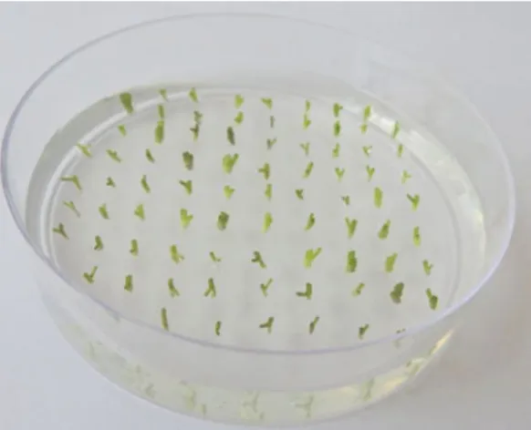 Fig. 3 Deep Petri dish (25  100 mm) containing ~80 potato stem segments with a single axillary bud