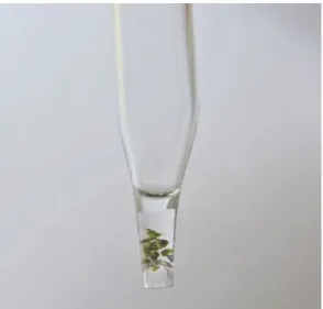 Fig. 6 Ten potato shoot tips contained in a small volume of PVS2 in the tip of a Pasteur pipette, before it is placed on the aluminum foil strip