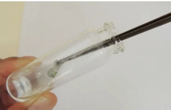 Fig. 11 Concluded RS treatment shoot tips are absorbed with a Pasteur pipette and placed for 1–3 min onto small filter papers (1  1 cm) for draining of excess of RS