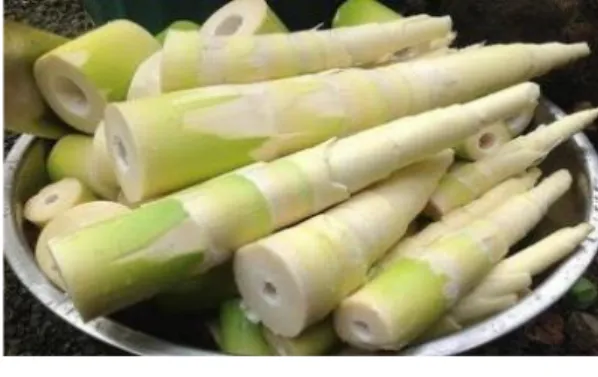 Gambar 7. Rebung Bambu 