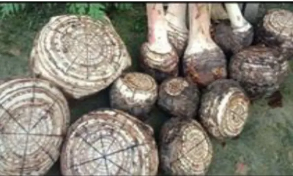 Gambar 8. Bonggol Pisang 