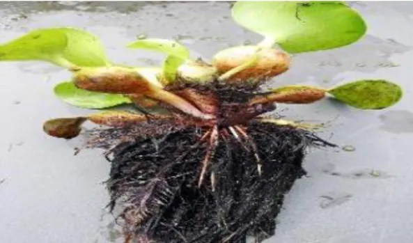 Gambar 12. Jagung Muda 