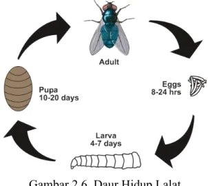 Gambar 2.6. Daur Hidup Lalat