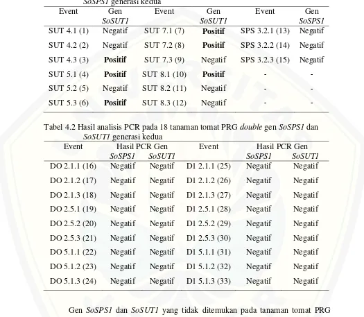 Tabel 4.1 Hasil analisis PCR pada 15 tanaman tomat PRG single gen SoSUT1 dan SoSPS1 generasi kedua 
