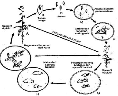 Gambar : Metode-metode untuk mendapatkan tanaman diploid yang homozigot daritanaman haploid (Sumber: Bhojwani dan Razdan, 1983