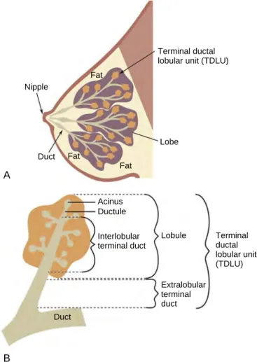 FIG. 2.2  Schematic of a normal breast. (A) Schematic of a normal  breast showing the nipple, ducts, and lobes that contain terminal  ductal lobular units (TDLUs)