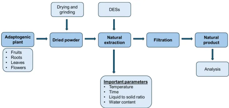 Figure 5. Extraction steps of adaptogens using DESs. 