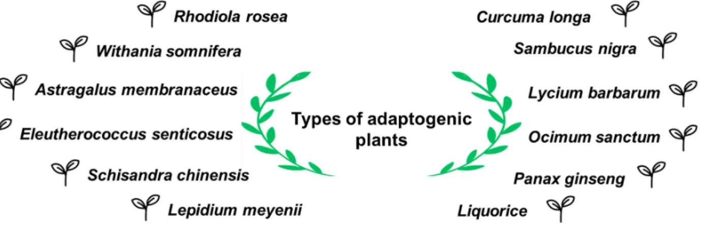 Figure 4. Diﬀerent types of adaptogenic plants. 