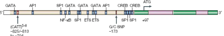 Gambar 2. Struktur Gen MIF Manusia. Gen MIF mengandung tiga ekson pendek (107, 172, dan 66 pasangan basa) dan dua intron (188 dan 94 pasangan basa)