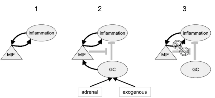 Gambar 3. Hubungan antara MIF, Glukokortikoid dan Inflamasi. Gambar 3.1. Sitokin MIF mempengaruhi inflamasi begitu juga sebaliknya