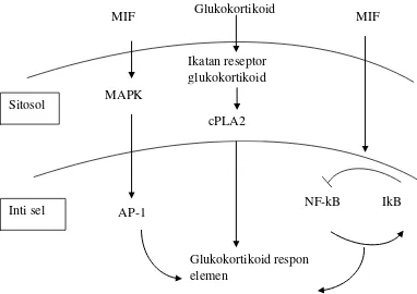 Gambar 5. Target Kerja Glukokortikoid dan MIF. Ikatan glukokortikoid dan reseptornya bekerja di intisel dengan berikatan pada glukokortikoid respon elemen